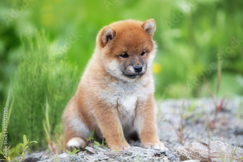 Portrait of beautiful and happy red shiba inu puppy sitting in the green grass in summer. Cute japanese red dog