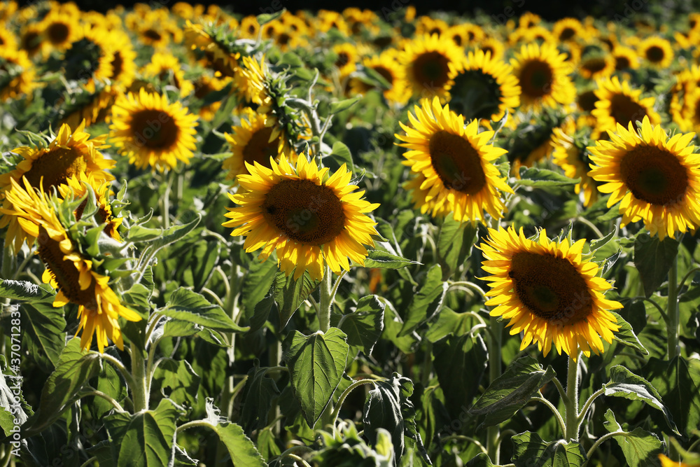 Fototapeta premium Yellow sunflower in a field on a green background
