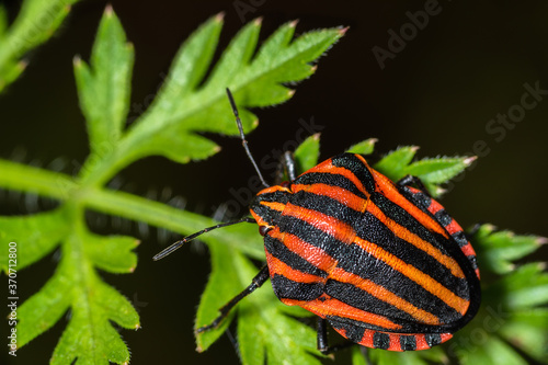 Striped bug or Minstrel bug, Graphosoma lineatum. Stinky bug on the Poison Hemlock Plant (conium maculatum).