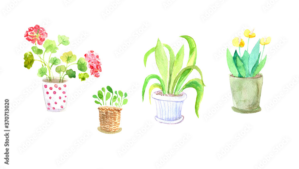 Obraz premium Watercolor set of flowers in a pot, home plants, geraniums, spatifillum. Suitable for the design of postcards, packaging and textiles