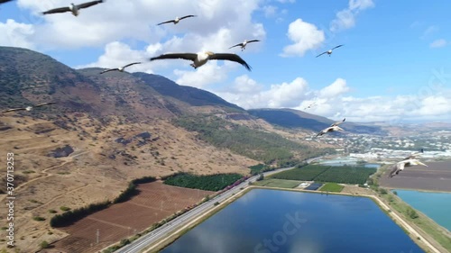 Pelicans flying near the drone, over pools and fields in the Hulla valley, Israel photo