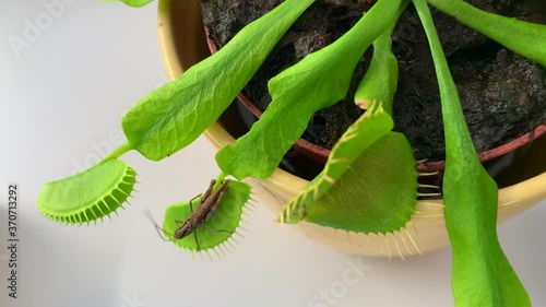 A brown grasshopper (Chorthippus brunneus) sits on a Venus flytrap (Dionaea muscipula) and enjoys the wind from a fan in the summer heat photo