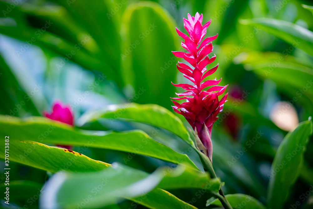 Red purpurata, Alpinia purpurata with background of green leaves. Red purpurata, Alpinia purpurata with background of green leaves.
