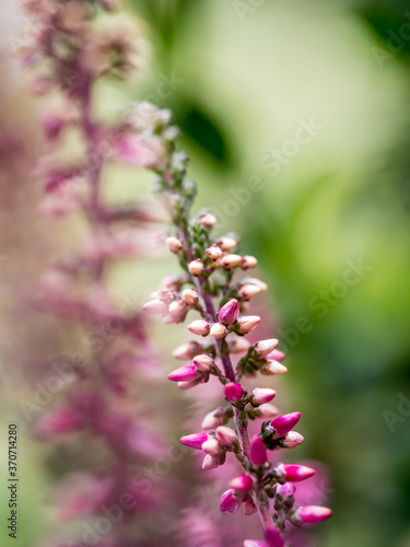 Closeup of a Common Heather with blurry background