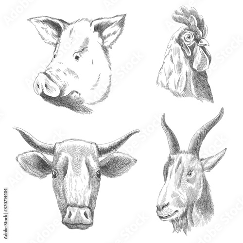 Hand drawn animals. Farm livestock animals. Vintage vector engraving illustrations for poster or web. Hand drawn pig, cock, cow and goat sketch in a graphic style
