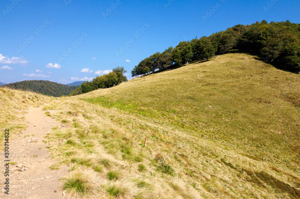 Fototapeta premium grassy meadow in mountains. beautiful landscape of transcarpathia on a sunny summer day. ridge in the distance. beech trees on the hills. blue sky