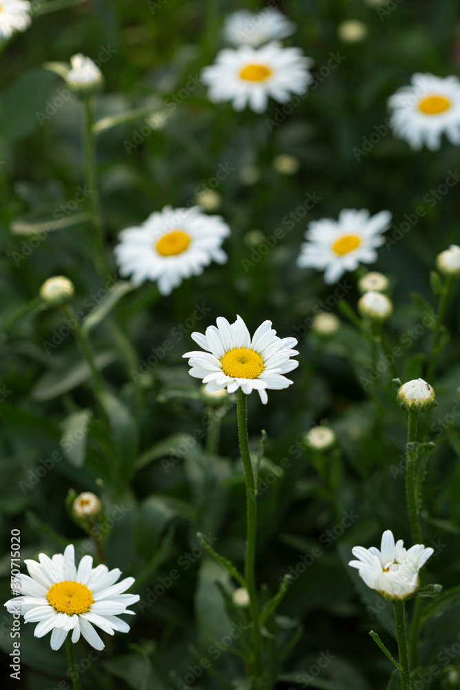 Chamomile on green nature background Chamomile on green nature background