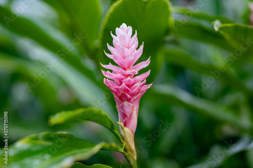 Pink ginger in the bush of green leaves. Alpinia purpurata.
