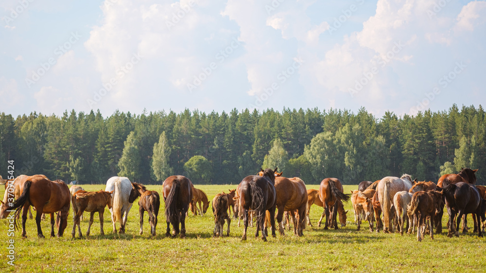 Beautiful horses of different colors graze in the pasture at the horse farm. Rear view of the horses on the background of beautiful nature and spruce forest. Horse breeding, animal husbandry