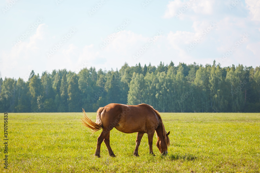 A lone horse grazes in the pasture and eats grass on the background of beautiful nature and spruce forest. Horse breeding, animal husbandry A lone horse grazes in the pasture and eats grass on the background of beautiful nature and spruce forest. Horse breeding, animal husbandry