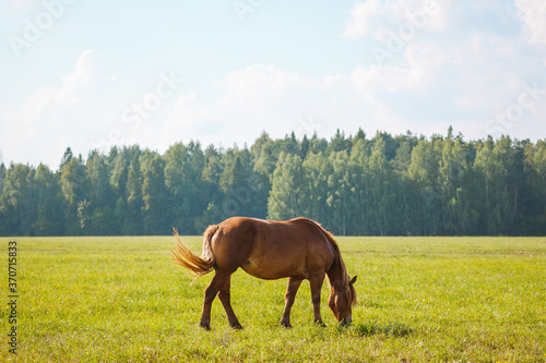 A lone horse grazes in the pasture and eats grass on the background of beautiful nature and spruce forest. Horse breeding, animal husbandry