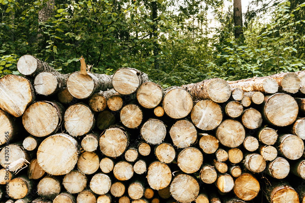 Wood industry background. Tree cut cross section texture. Chopped wood texture. Stacked tree logs pattern. Pile of raw tree wood in forest. Firewood background.