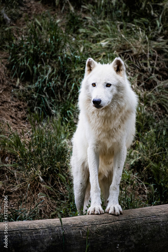 Portrait d un magnifique loup arctique ou loup blanc