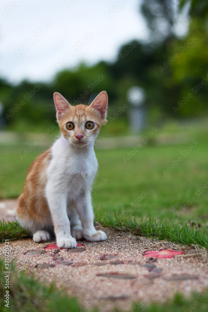 Fototapeta premium A puzzled little white kitten Standing in the walkway of the garden Soft focus.
