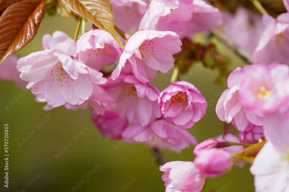 Obraz premium 仁和寺の大沢桜