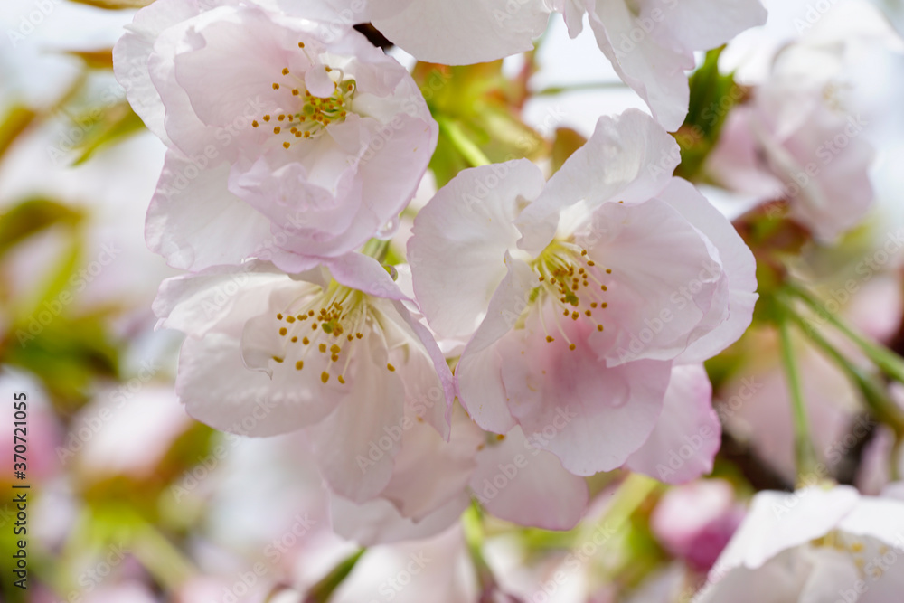 Obraz premium 仁和寺の有明桜