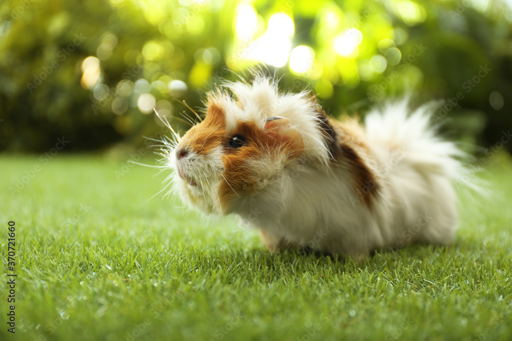 Cute guinea pig on green grass in park Cute guinea pig on green grass in park