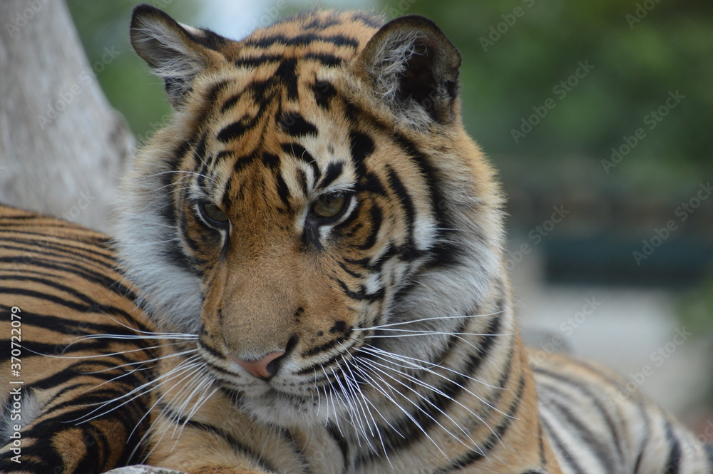 Fototapeta premium Sad Tiger