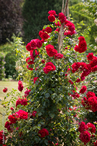 Wallpaper Mural Kletterrose rot rustikal Torontodigital.ca