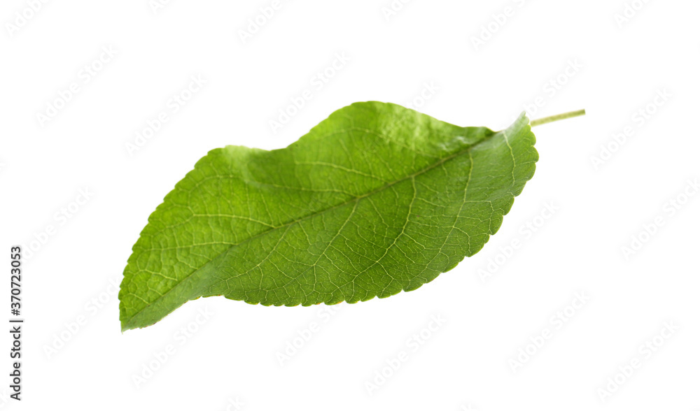 Fototapeta premium Green leaf of apple tree isolated on white