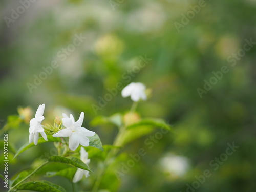 Arabian jasmine, Jasminum sambac, Oleaceae white flower cool fragrance blooming in garden on blurred nature background, Mother’s Day with copy space for your text © pakn