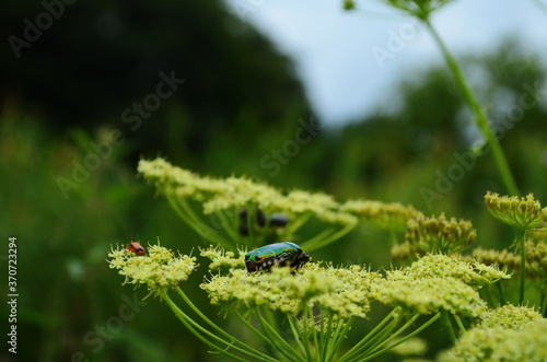 Flower chafers eating nectar of white flower. Scarabaeidae family. photo