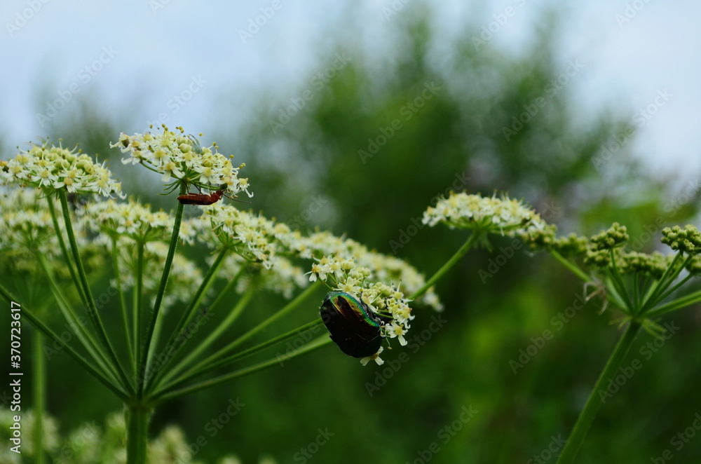 Flower chafers eating nectar of white flower. Scarabaeidae family. Flower chafers eating nectar of white flower. Scarabaeidae family.