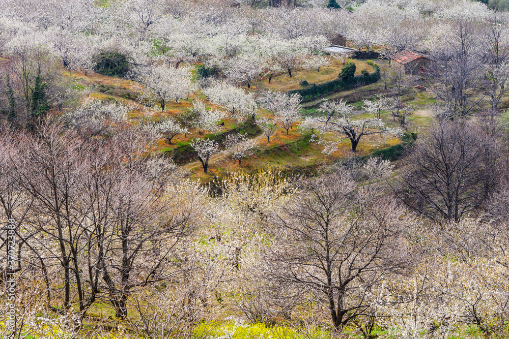 Obraz premium cerezos en flor -Prunus cerasus-, laderas de Piornal, valle del Jerte, Cáceres, Extremadura, Spain, europa