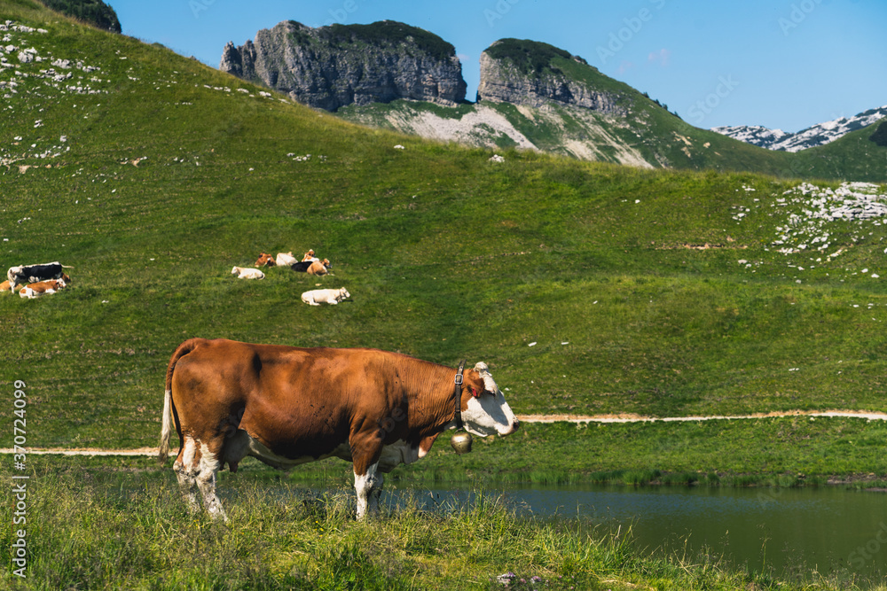 Happy cow in Austrian Alps
