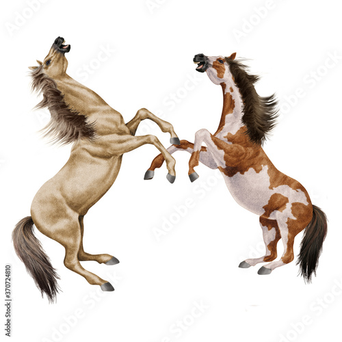 cheval, combat de cheval beige, animal, isolé, la force, muscle, bagarre, étalon, noir, galop, mammifère, arabe, courir, amoureux des chevaux, poney, chevalin, ferme, jument, course, brun, poulain, s
