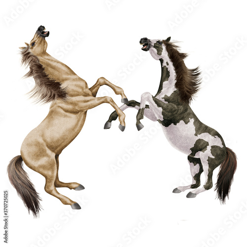cheval  combat de cheval beige  animal  isol    la force  muscle  bagarre     talon  noir  galop  mammif  re  arabe  courir  amoureux des chevaux  poney  chevalin  ferme  jument  course  brun  poulain  s