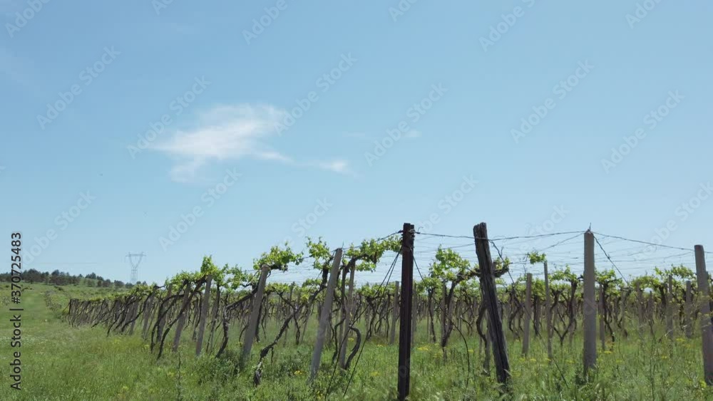 moving by vineyard. field with grape trees moving by vineyard. field with grape trees