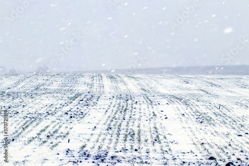 Snowstorm in the field. Field with winter wheat under the snow © Volodymyr