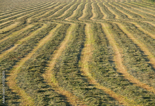 Grassland with raked mown grass for haymaking