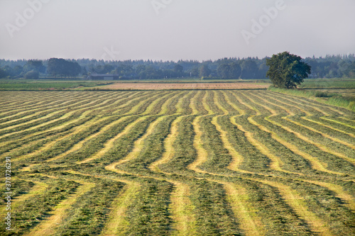 Grassland with raked mown grass for haymaking