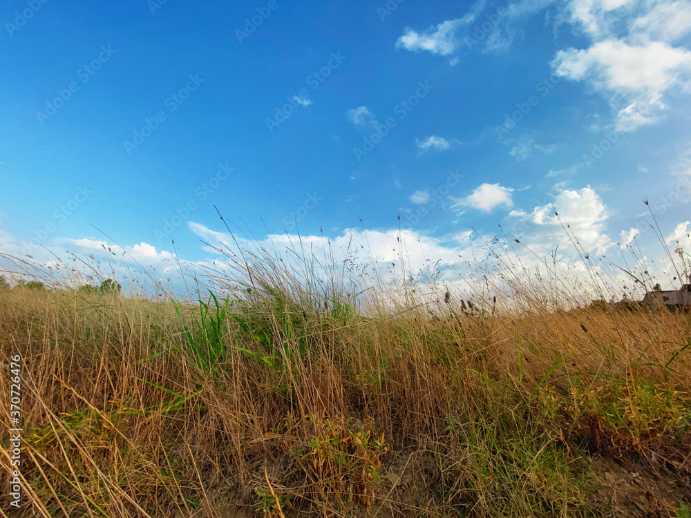 grass and sky