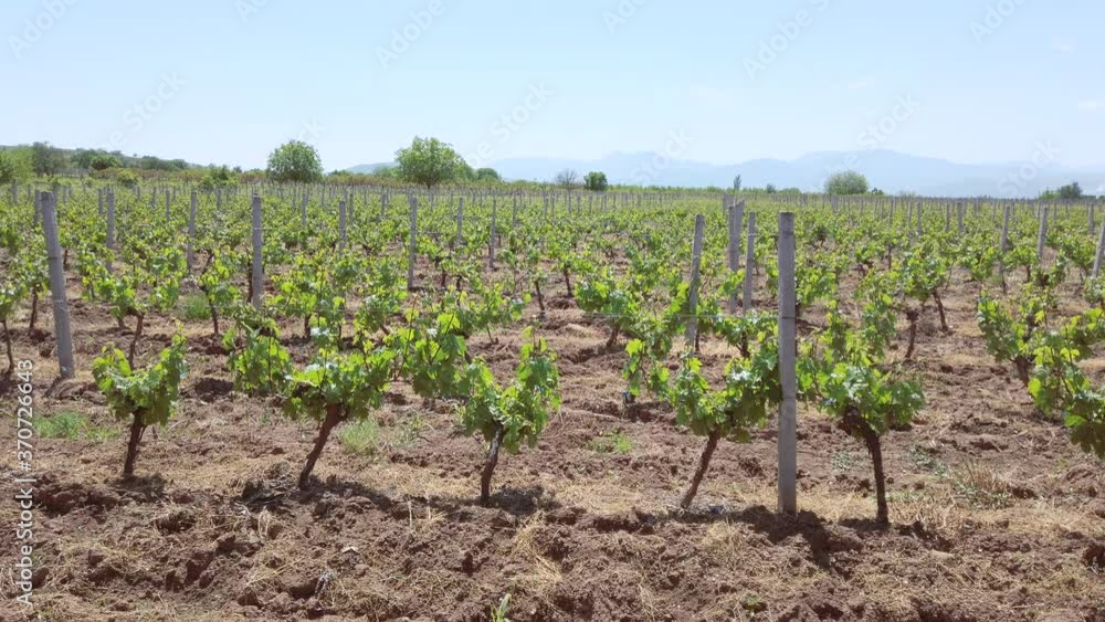 moving by vineyard. field with grape trees moving by vineyard. field with grape trees
