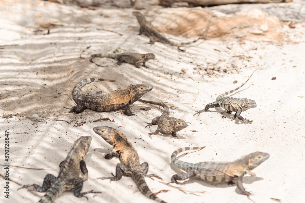 large group of giant iguanas on Isla Iguana