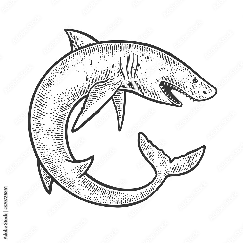 Fototapeta premium shark rolled in circle sketch raster illustration