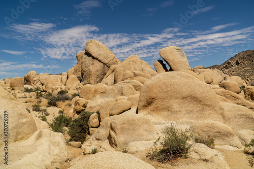 The Joshua tree national park