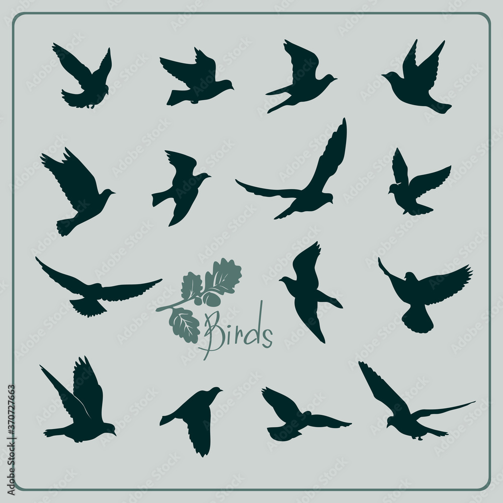 Obraz premium Set of birds silhouettes - flying.