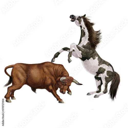 combat de cheval et le taureau  force  attaque  debout  animal  brun  mammif  re  joli  sauvage  agressive  dangereux  illustration  de race  ferme  fond blanc  color    fantastique  muscl    fort 