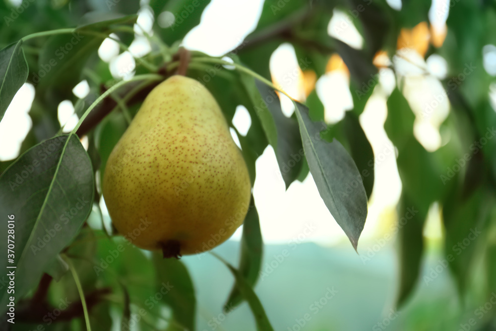 Ripe pear on tree branch in garden, closeup. Space for text