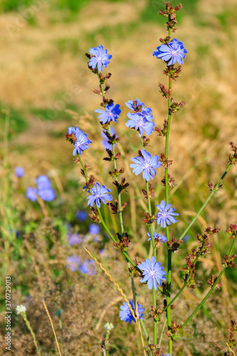 Blue flowers of common chicory (Cichorium intybus) on a meadow
