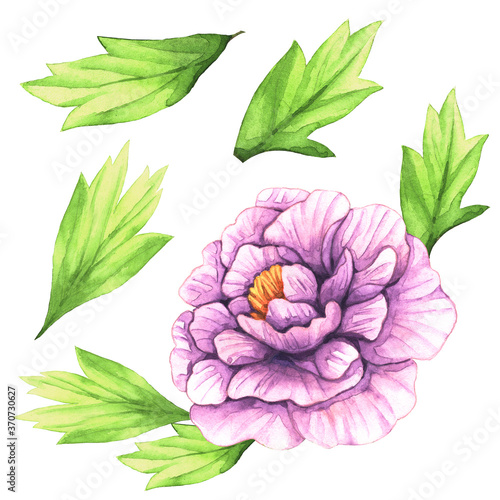 Watercolor illustration purple peonies and leaves. Clip art on white background. Background  wallpaper  Isolated  decoration and pattern.