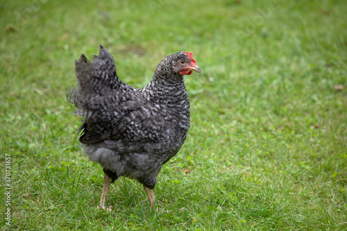 Foto Free range chicken on a traditional poultry farm