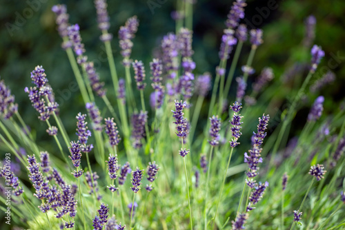 lavender field in , nacka , stockholm, sweden