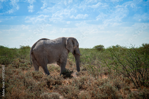 Elephant Namibia