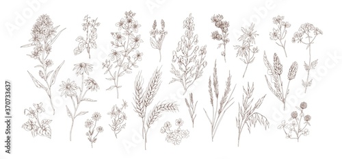 Collection of different medical herbs, treatment plant, meadow flowers in detailed realistic style. Set of hand drawn outline botanical wildflowers vector illustration isolated on white background
