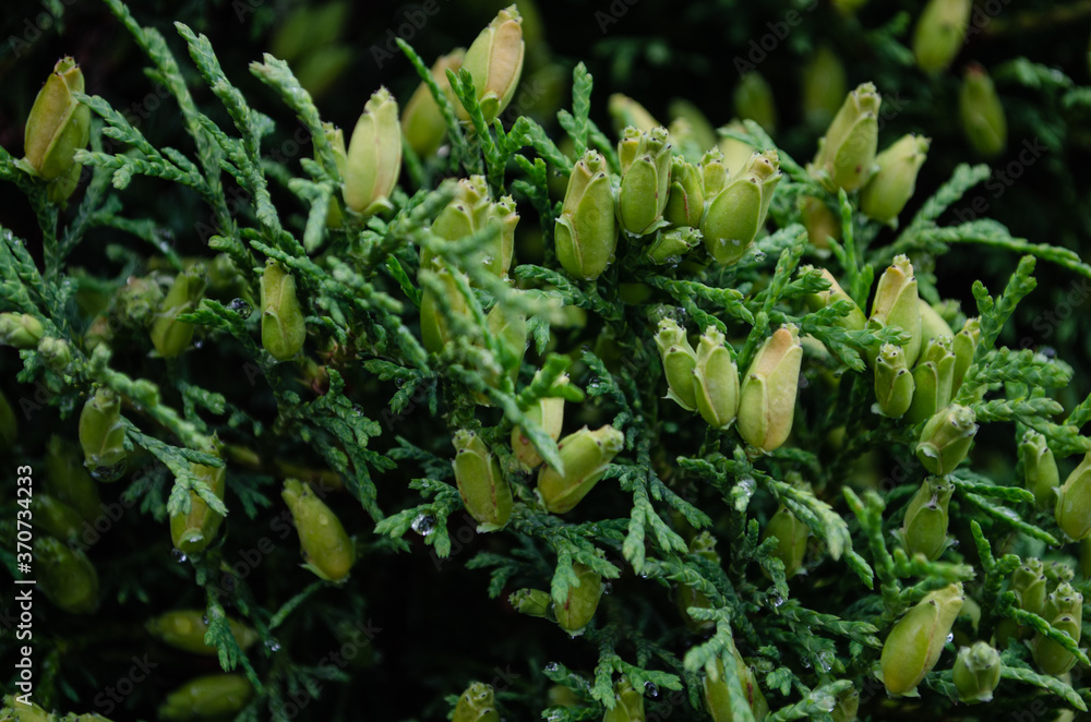 Thuja branch with cones close-up Thuja branch with cones close-up